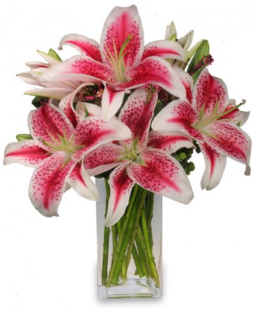 Lilium