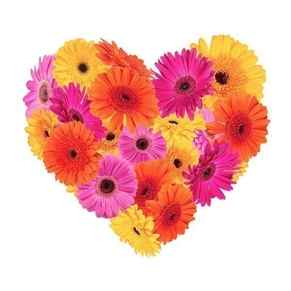 Corazn de Gerberas